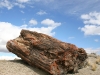 petrified-forest-7