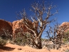 baum-im-arches-np-3